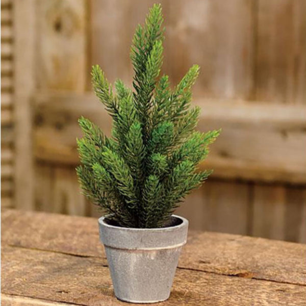potted 12 inch tahoe pine tree