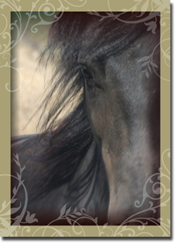 divine west horse inspirational greeting card faith