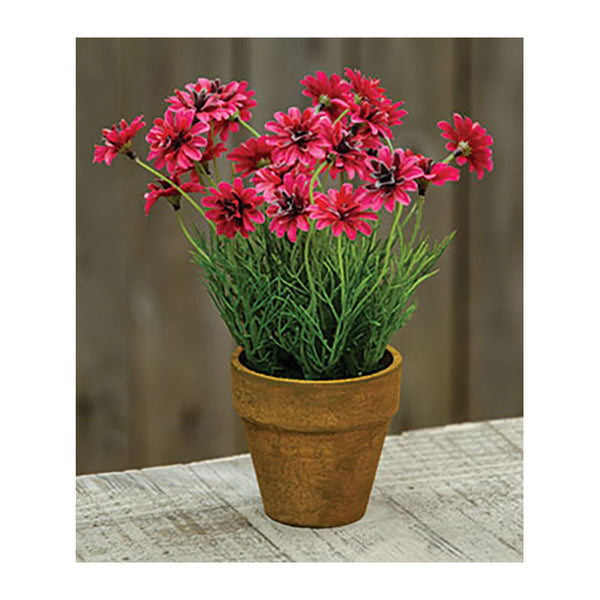 potted star daisies