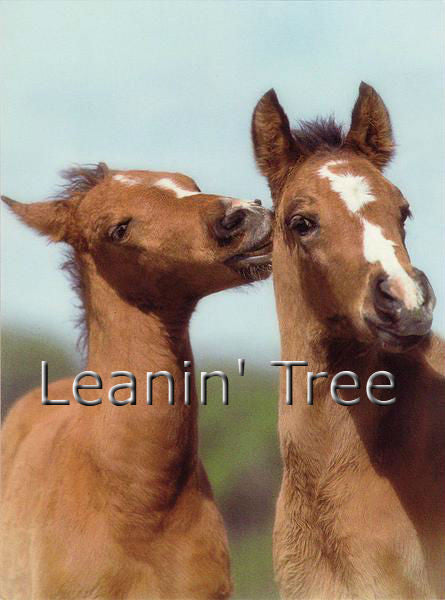 leanin tree ill follow you horse greeting card