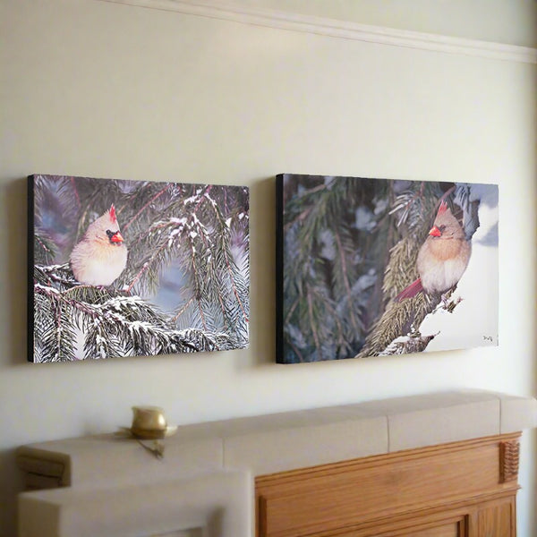 winter cardinals in the pines canvas prints