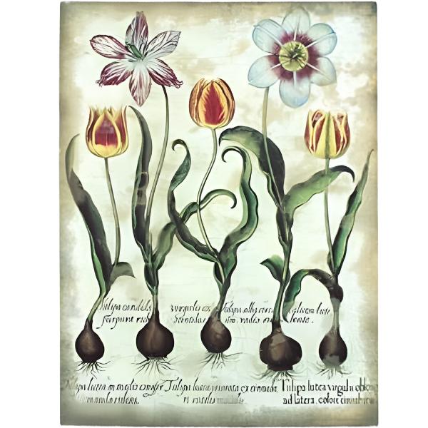 Botanicals Canvas Art Print