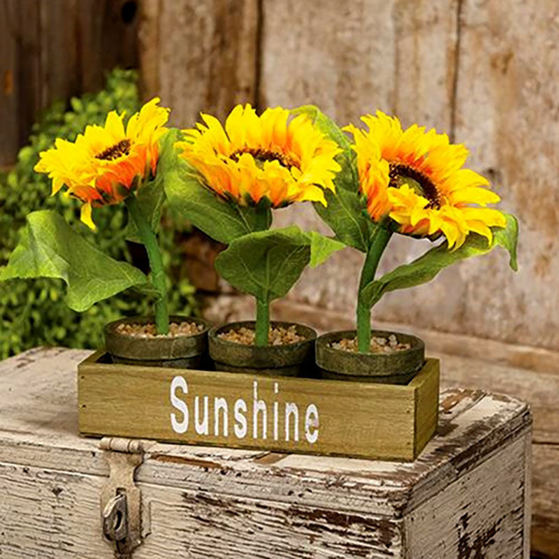 potted sunflowers in wooden crate