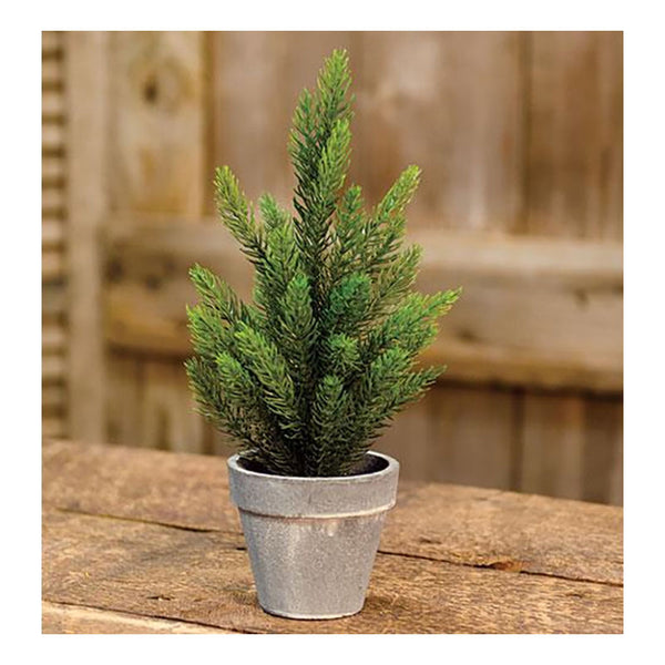 potted 12 inch tahoe pine tree