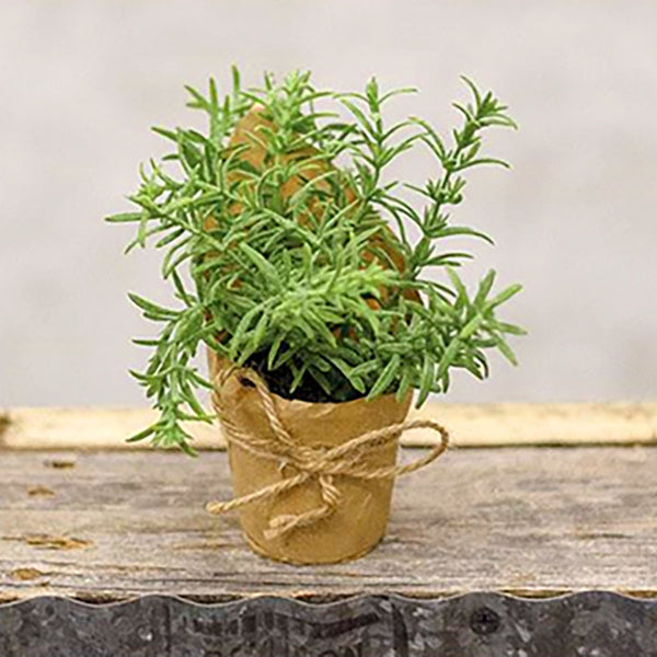 paper potted plants springerri fern