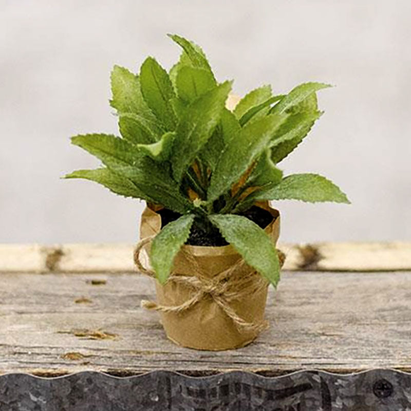 paper potted plants bolbitis fern
