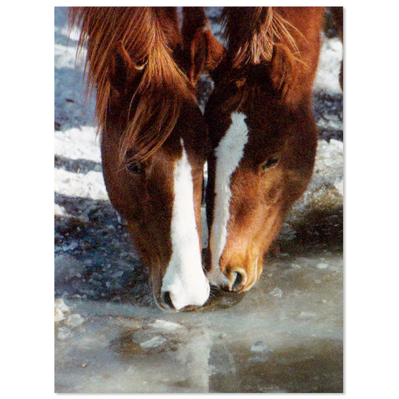 leanin tree lets drink to friendship horses greeting card